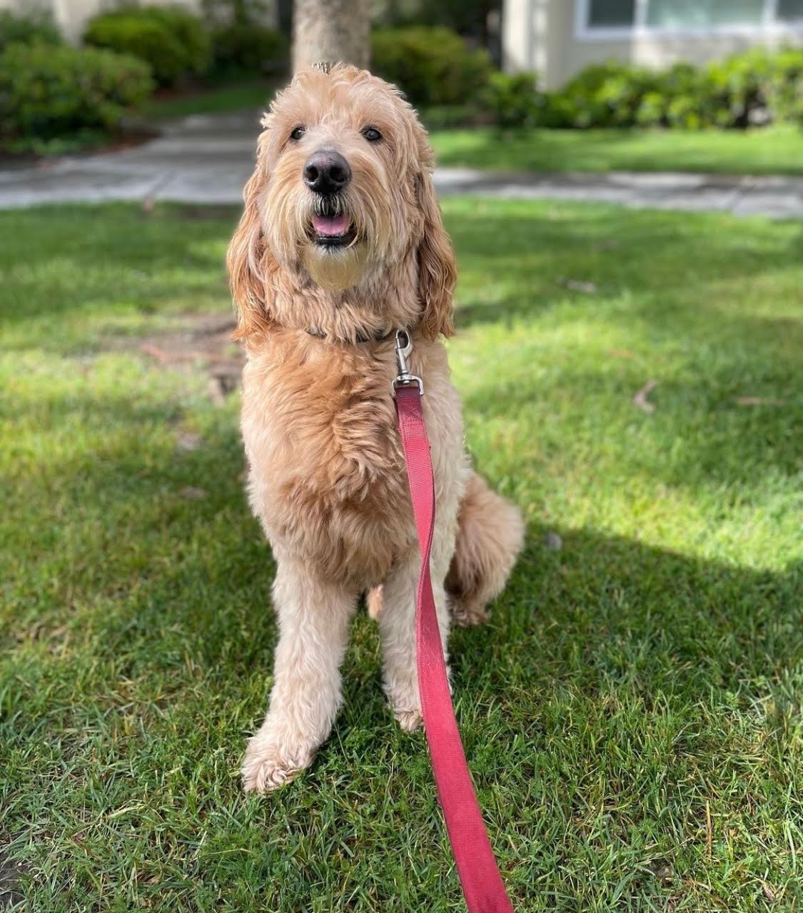 Do Mini Goldendoodles Destroy Things?