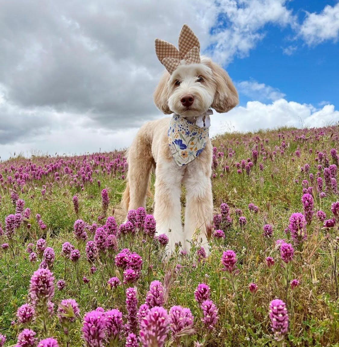 What Color Will My Goldendoodle Puppy Be