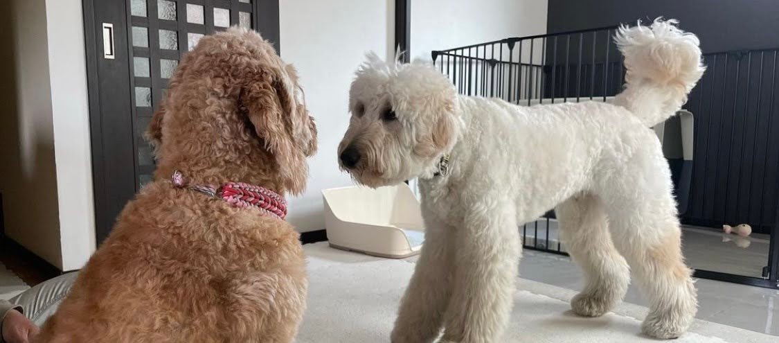 Does Shaving a Goldendoodle Ruin Their Coat?