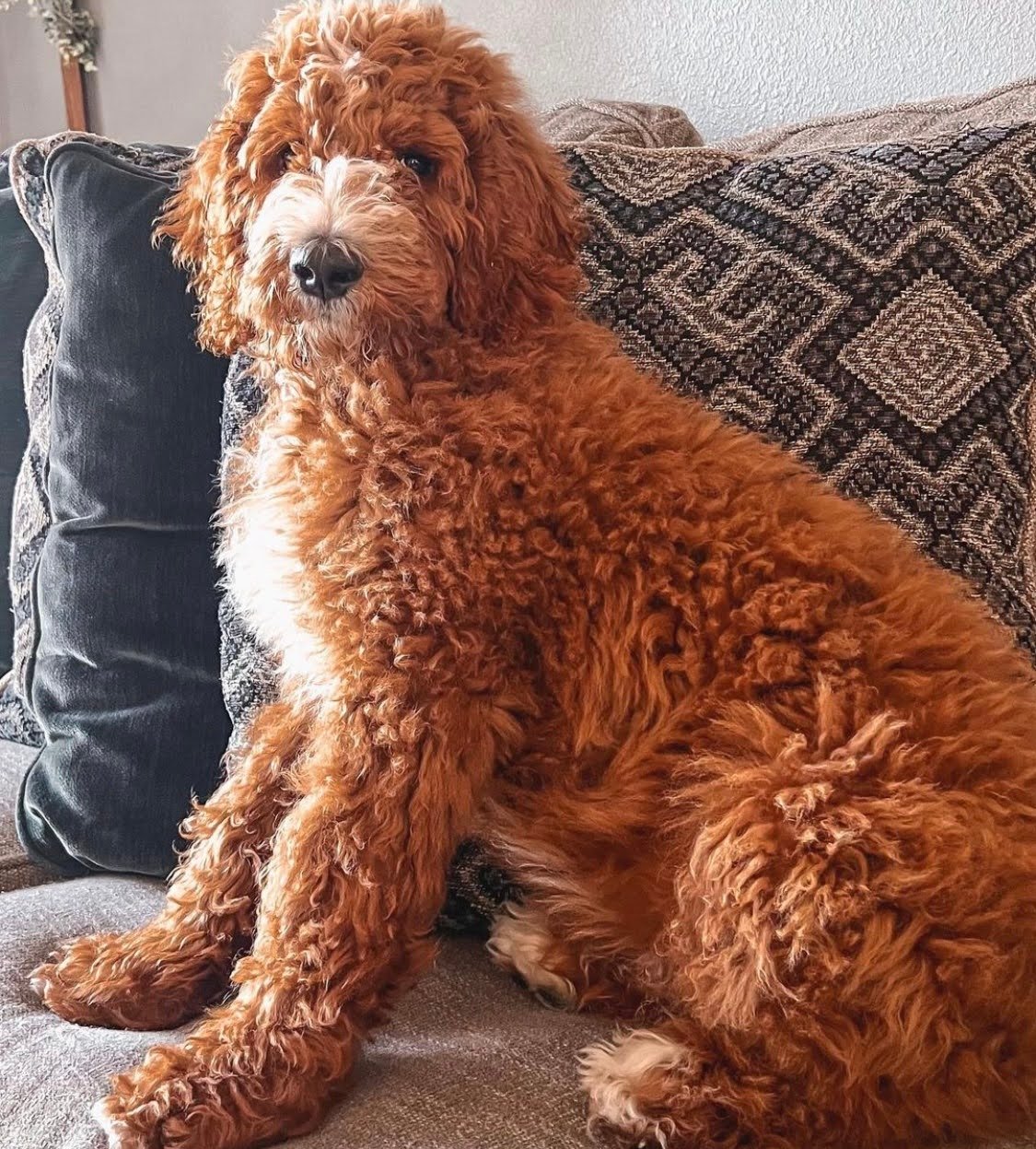 Can Goldendoodles Get Pink Eye From Humans