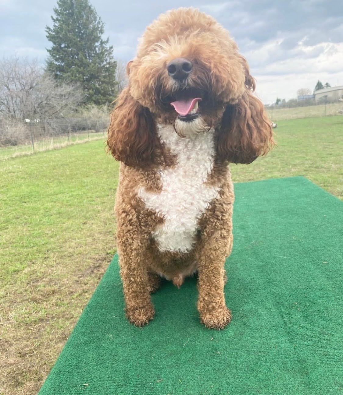 What is a Toy Goldendoodle?