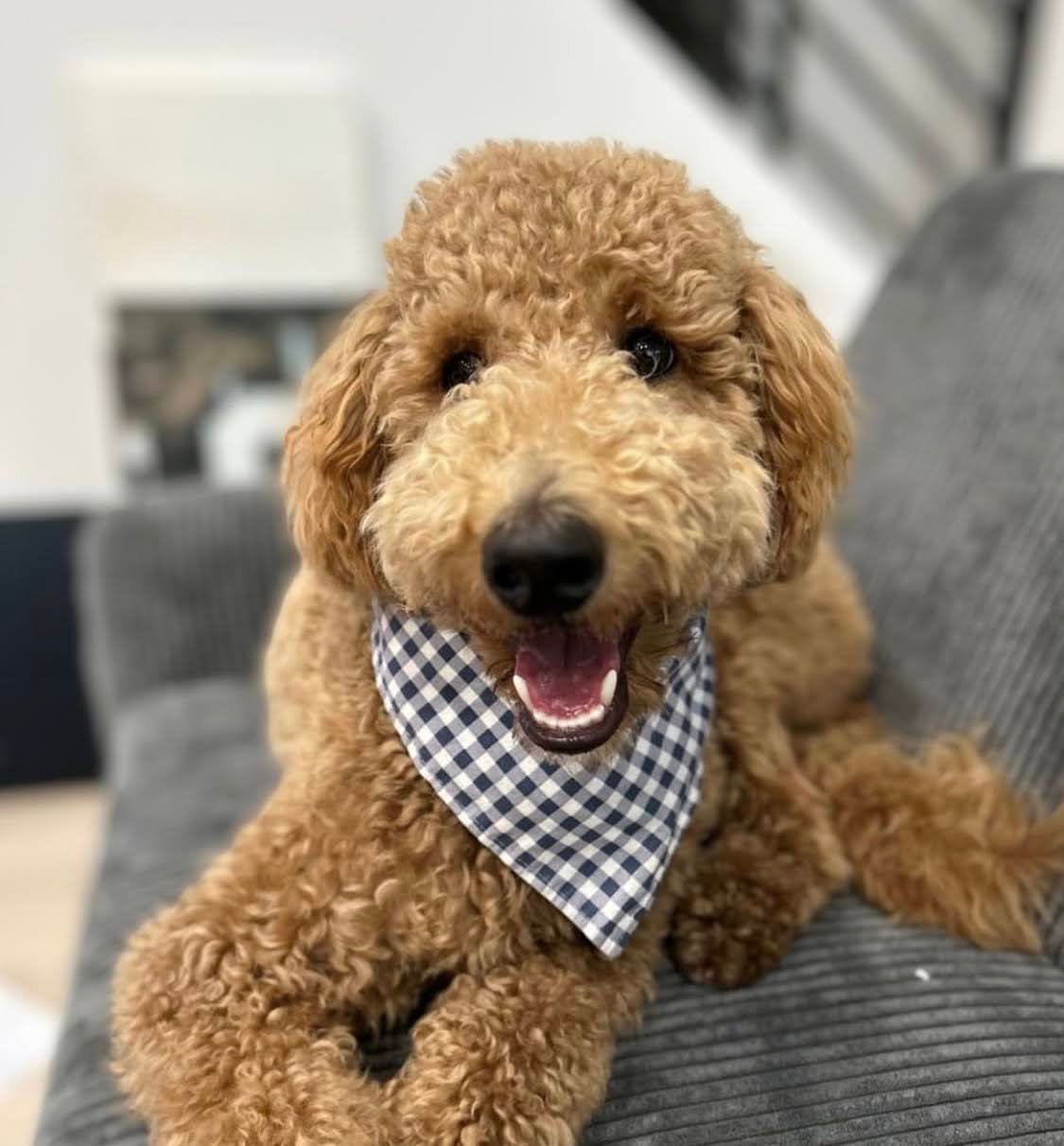 Do Goldendoodles Eat Their Poop?