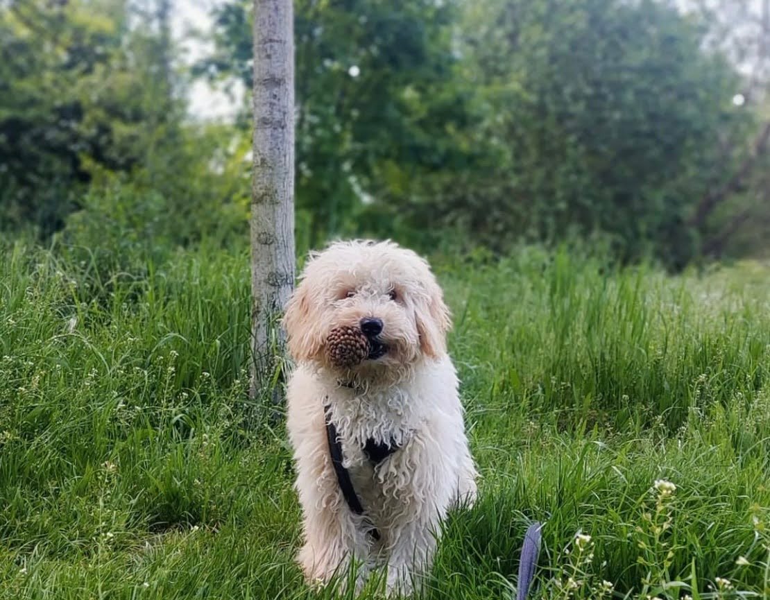 Why Do Goldendoodles Pee When Excited