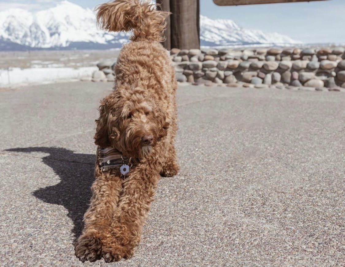 Can Goldendoodles Eat Watermelon?